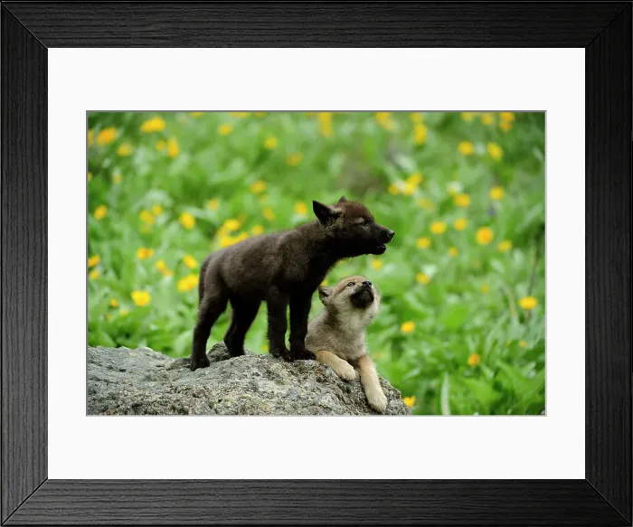 Framed Print : Gray / grey / timber wolf (Canis lupus)- captive raised cub, Bozeman, Montana, USA Framed Print : Gray / grey / timber wolf (Canis lupus)- captive raised cub, Bozeman, Montana, USA