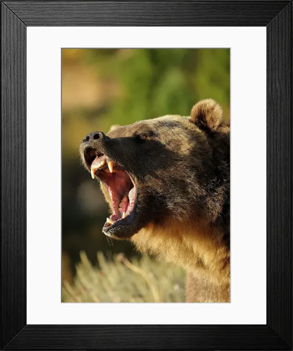 Framed Print : Grizzly bear (Ursus arctos)- captive raised, Bozeman, Montana, USA Framed Print : Grizzly bear (Ursus arctos)- captive raised, Bozeman, Montana, USA