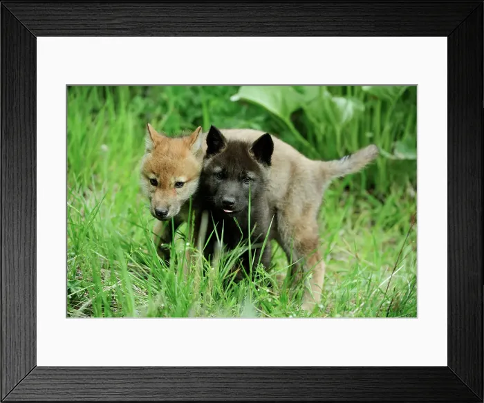Framed Print : Gray / grey / timber wolf (Canis lupus)- captive raised cub, Bozeman, Montana, USA