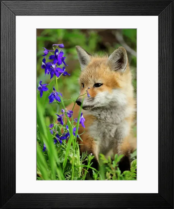 Framed Print : kit, Bozeman, Montana, USA Framed Print : kit, Bozeman, Montana, USA