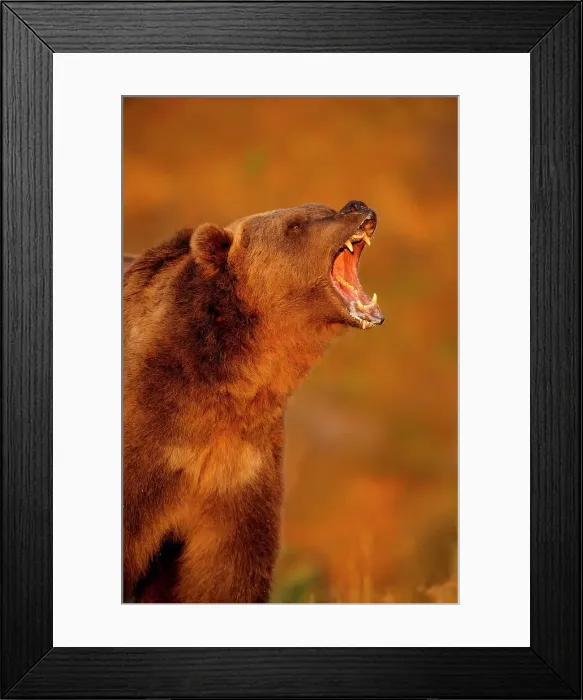 Framed Print : Grizzly bear (Ursus arctos)- captive raised, Bozeman, Montana, USA Framed Print : Grizzly bear (Ursus arctos)- captive raised, Bozeman, Montana, USA
