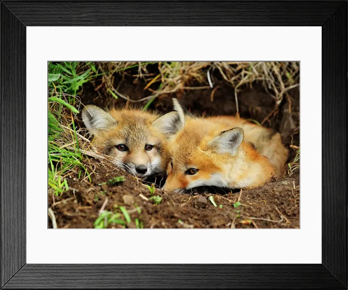 Framed Print : kit, Bozeman, Montana, USA Framed Print : kit, Bozeman, Montana, USA