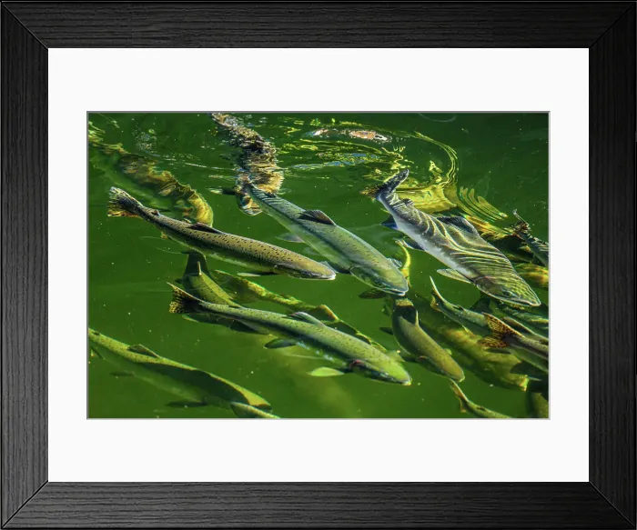 Framed Print : Chum salmon in Ketchikan Creek, returning to spawn Framed Print : Chum salmon in Ketchikan Creek, returning to spawn