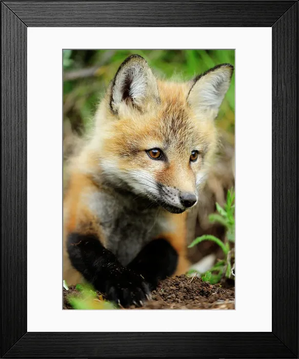 Framed Print : kit, Bozeman, Montana, USA Framed Print : kit, Bozeman, Montana, USA