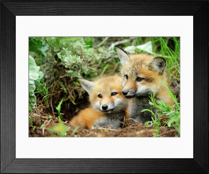 Framed Print : kit, Bozeman, Montana, USA Framed Print : kit, Bozeman, Montana, USA