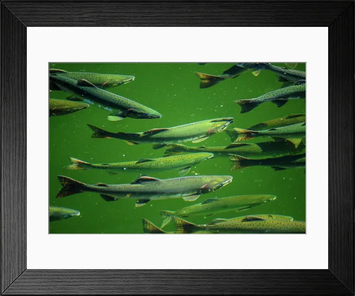 Framed Print : Chum salmon in Ketchikan Creek, returning to spawn Framed Print : Chum salmon in Ketchikan Creek, returning to spawn