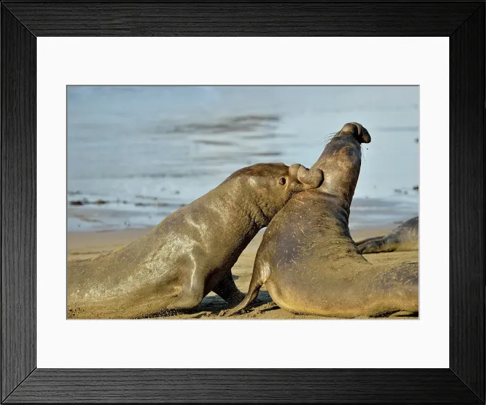 Framed Print : Northern elephant seal (Mirounga angustirostris) Males engaged in breeding territory fight at breeding rookery, San Simeon, Piedras Blancas Rookery, California, USA Framed Print : Northern elephant seal (Mirounga angustirostris) Males engaged in breeding territory fight at breeding rookery, San Simeon, Piedras Blancas Rookery, California, USA