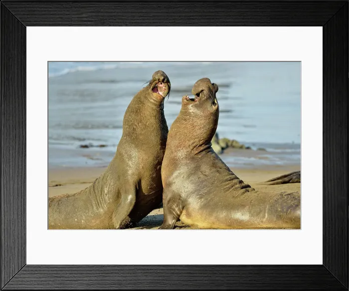 Framed Print : Northern elephant seal (Mirounga angustirostris) Males engaged in breeding territory fight at breeding rookery, San Simeon, Piedras Blancas Rookery, California, USA Framed Print : Northern elephant seal (Mirounga angustirostris) Males engaged in breeding territory fight at breeding rookery, San Simeon, Piedras Blancas Rookery, California, USA