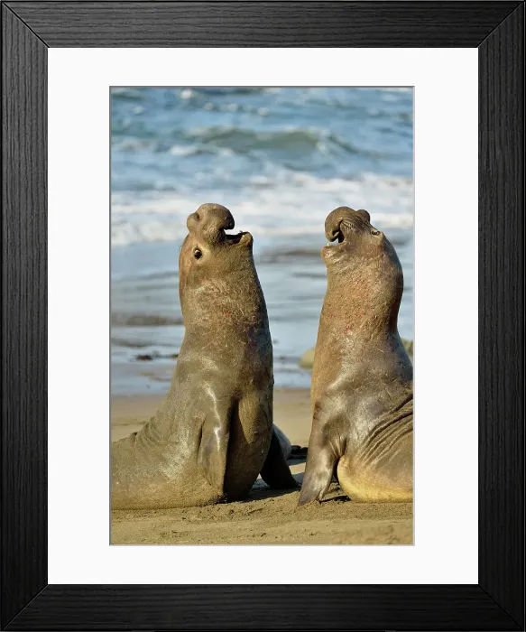 Framed Print : Northern elephant seal (Mirounga angustirostris) Males engaged in breeding territory fight at breeding rookery, San Simeon, Piedras Blancas Rookery, California, USA