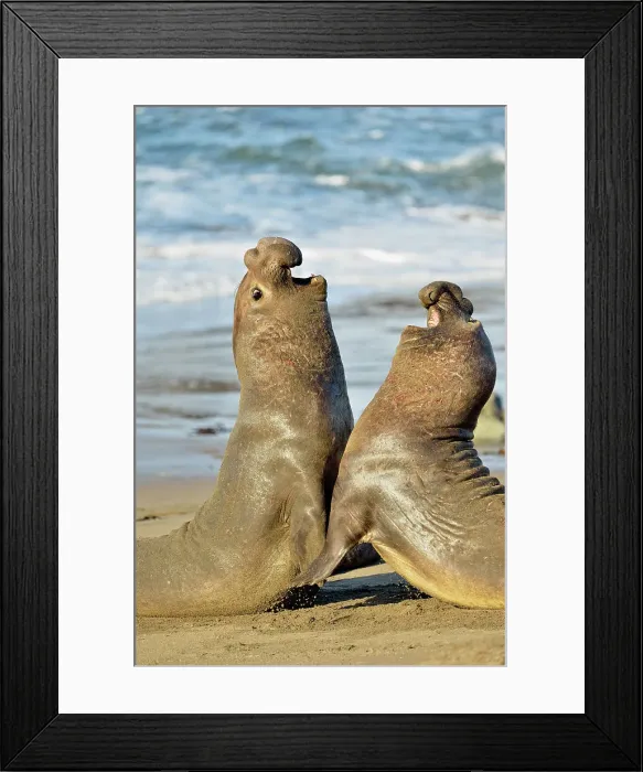 Framed Print : Northern elephant seal (Mirounga angustirostris) Males engaged in breeding territory fight at breeding rookery, San Simeon, Piedras Blancas Rookery, California, USA