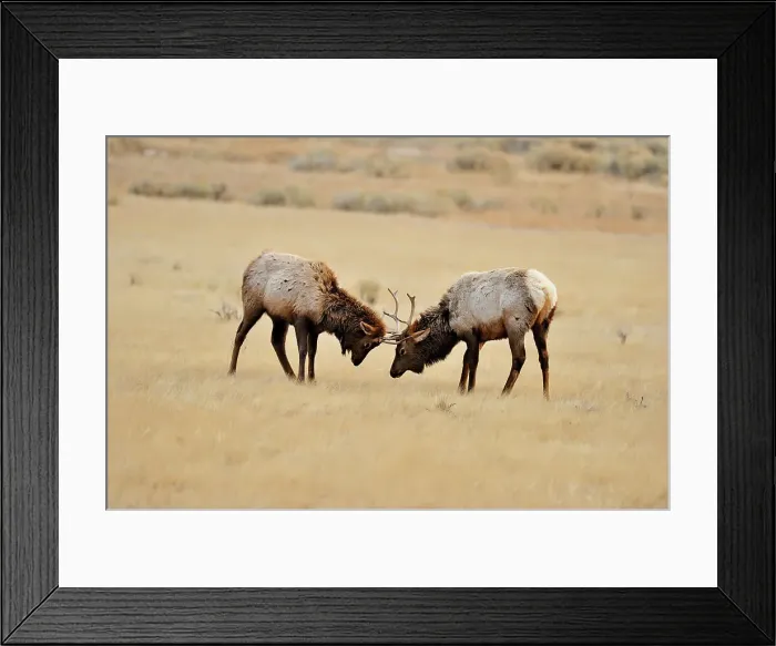 Framed Print : Elk (Cervus elaphus) Young stags confronting, duelling, jousting, head butting, Yellowstone NP, Wyoming, USA Framed Print : Elk (Cervus elaphus) Young stags confronting, duelling, jousting, head butting, Yellowstone NP, Wyoming, USA