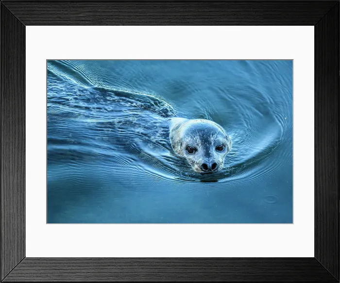 Framed Print : Harbour seal hunting salmon in Ketchikan Creek, Ketchikan, Alaska, USA Framed Print : Harbour seal hunting salmon in Ketchikan Creek, Ketchikan, Alaska, USA