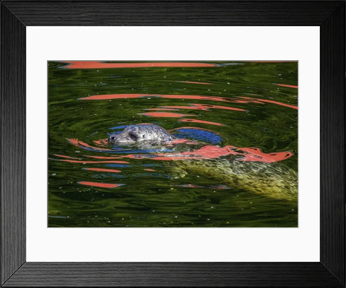 Framed Print : Harbour seal hunting salmon in Ketchikan Creek, Ketchikan, Alaska, USA Framed Print : Harbour seal hunting salmon in Ketchikan Creek, Ketchikan, Alaska, USA
