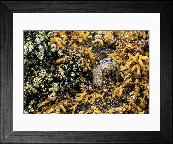 Framed Print : North American river otter (Lontra canadensis), Shrimp Bay, Alaska, USA