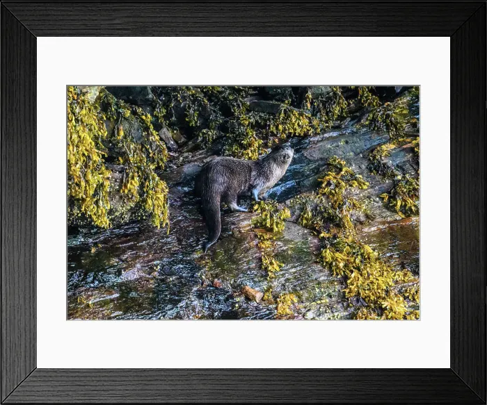 Framed Print : North American river otter (Lontra canadensis), Shrimp Bay, Alaska, USA Framed Print : North American river otter (Lontra canadensis), Shrimp Bay, Alaska, USA