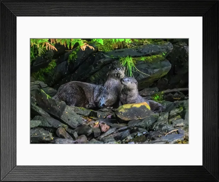 Framed Print : North American river otter (Lontra canadensis), Shrimp Bay, Alaska, USA