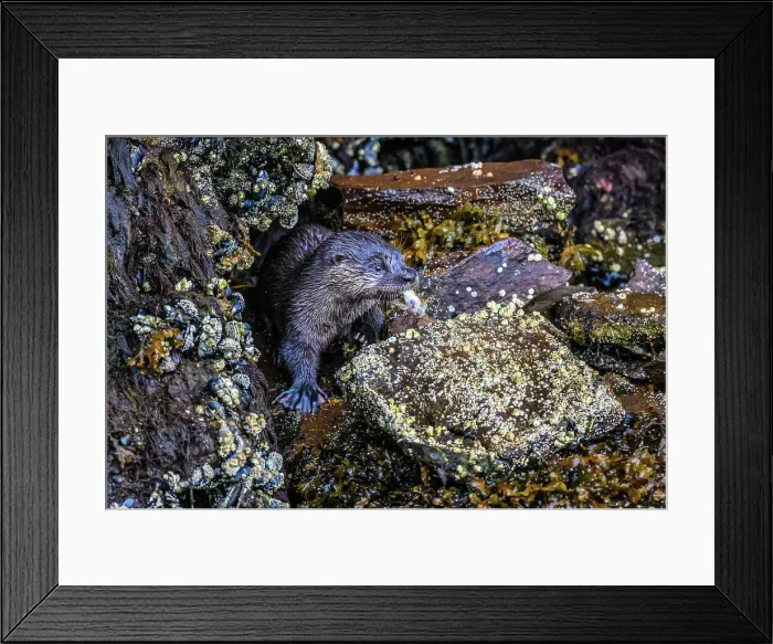 Framed Print : North American river otter (Lontra canadensis), Shrimp Bay, Alaska, USA