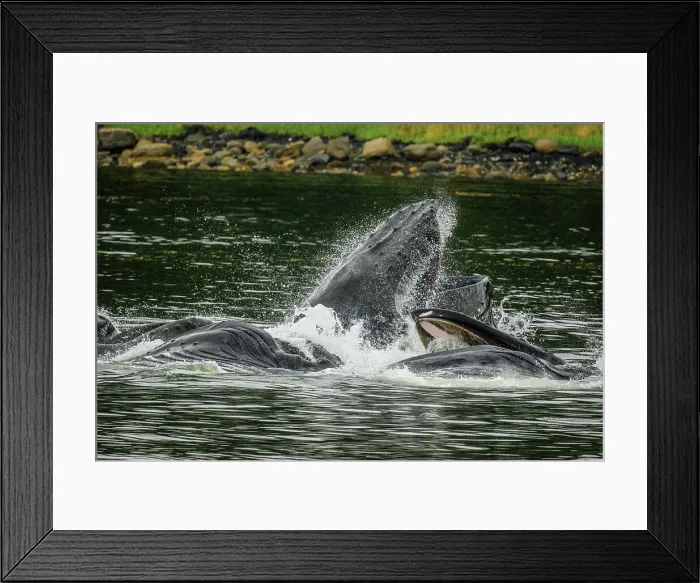 Framed Print : Humpback whale (Megaptera novaeangliae). Cooperative bubble net feeding behaviour, Inside Passage (Stikine Channel), Alaska, USA Framed Print : Humpback whale (Megaptera novaeangliae). Cooperative bubble net feeding behaviour, Inside Passage (Stikine Channel), Alaska, USA