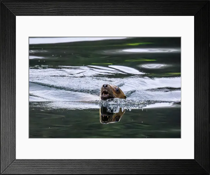 Framed Print : Sea Lion, Exchange Cove, Alaska, USA Framed Print : Sea Lion, Exchange Cove, Alaska, USA