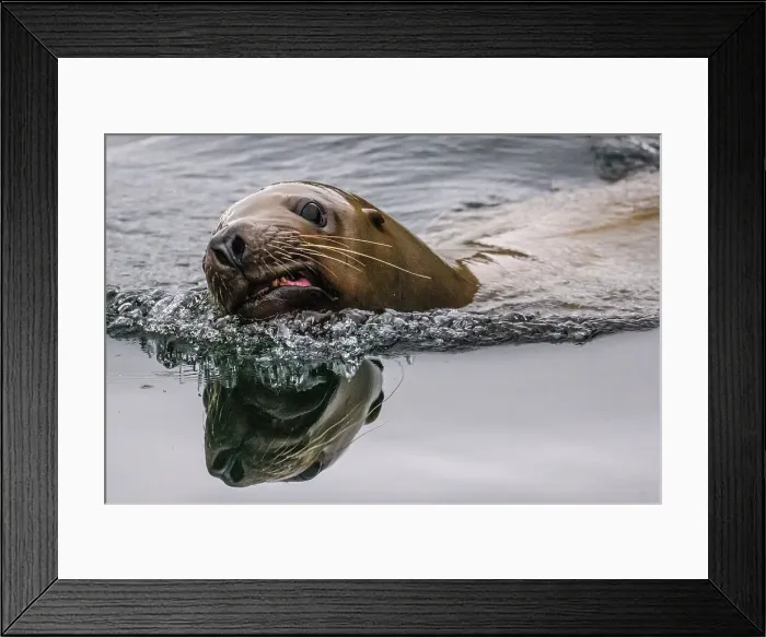 Framed Print : Sea Lion, Exchange Cove, Alaska, USA