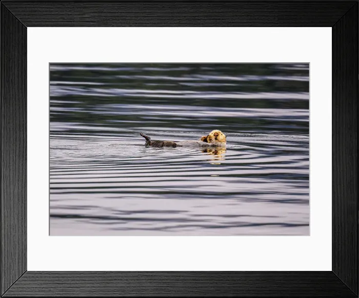 Framed Print : Sea otter (Enhydra lutris), Pybus Bay, Alaska, USA