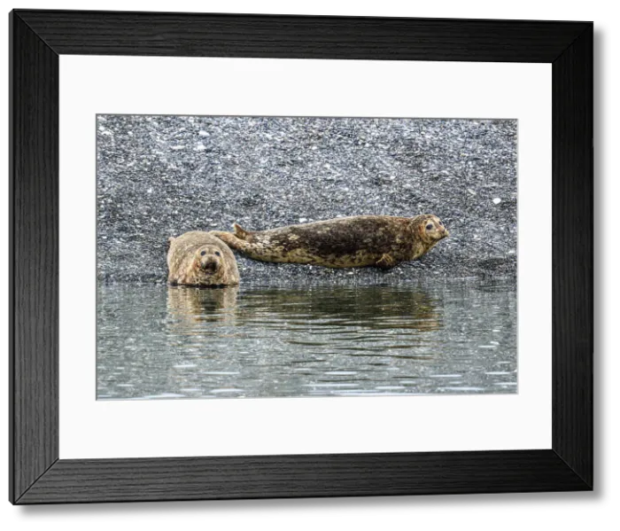Framed Print : Harbour Seals, Inside Passage, Alaska, USA
