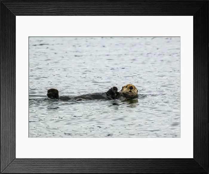 Framed Print : Sea otter (Enhydra lutris), Pybus Bay, Alaska, USA Framed Print : Sea otter (Enhydra lutris), Pybus Bay, Alaska, USA