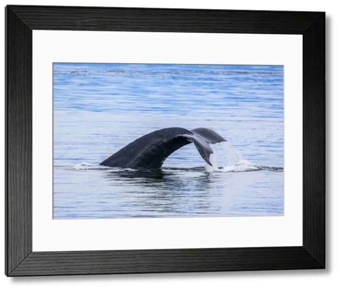 Framed Print : Humpback whale (Megaptera novaeangliae) Diving, Inside Passage, Stikine Channel, Alaska, USA Framed Print : Humpback whale (Megaptera novaeangliae) Diving, Inside Passage, Stikine Channel, Alaska, USA