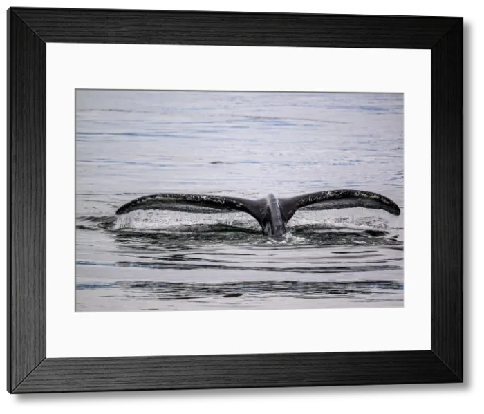 Framed Print : Humpback whale (Megaptera novaeangliae) Diving, Inside Passage, Stikine Channel, Alaska, USA Framed Print : Humpback whale (Megaptera novaeangliae) Diving, Inside Passage, Stikine Channel, Alaska, USA