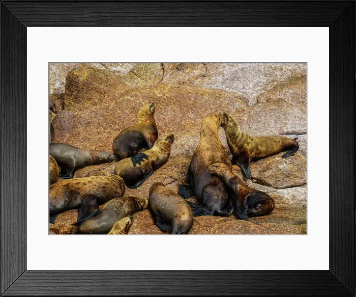 Framed Print : Steller sea lion, northern sea lion (Eumetopias jubatus) Colony hauled out on rocks, Inside Passage, Alaska, USA Framed Print : Steller sea lion, northern sea lion (Eumetopias jubatus) Colony hauled out on rocks, Inside Passage, Alaska, USA