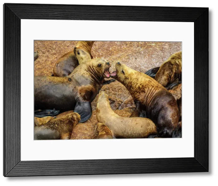 Framed Print : Steller sea lion, northern sea lion (Eumetopias jubatus) Colony hauled out on rocks, Inside Passage, Alaska, USA Framed Print : Steller sea lion, northern sea lion (Eumetopias jubatus) Colony hauled out on rocks, Inside Passage, Alaska, USA