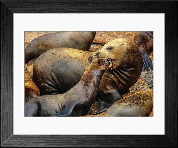 Framed Print : Steller sea lion, northern sea lion (Eumetopias jubatus) Colony hauled out on rocks, Inside Passage, Alaska, USA Framed Print : Steller sea lion, northern sea lion (Eumetopias jubatus) Colony hauled out on rocks, Inside Passage, Alaska, USA
