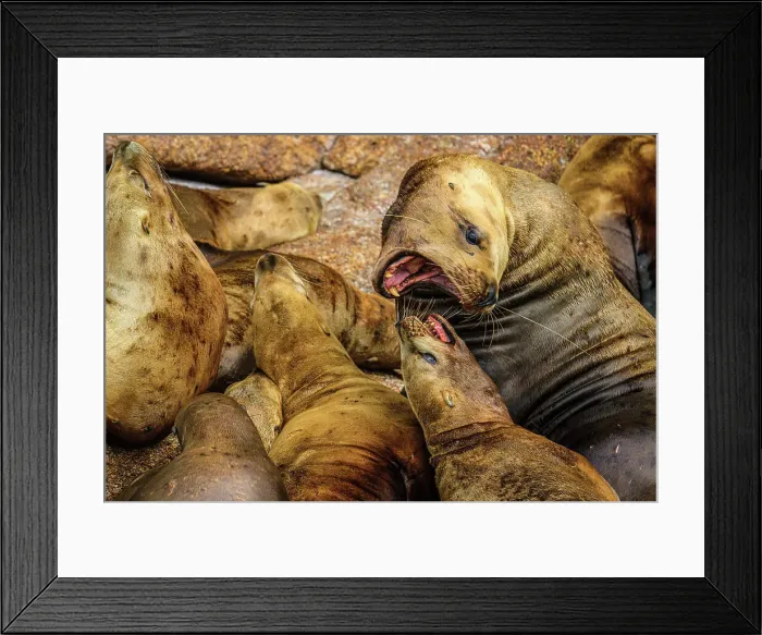 Framed Print : Steller sea lion, northern sea lion (Eumetopias jubatus) Colony hauled out on rocks, Inside Passage, Alaska, USA Framed Print : Steller sea lion, northern sea lion (Eumetopias jubatus) Colony hauled out on rocks, Inside Passage, Alaska, USA
