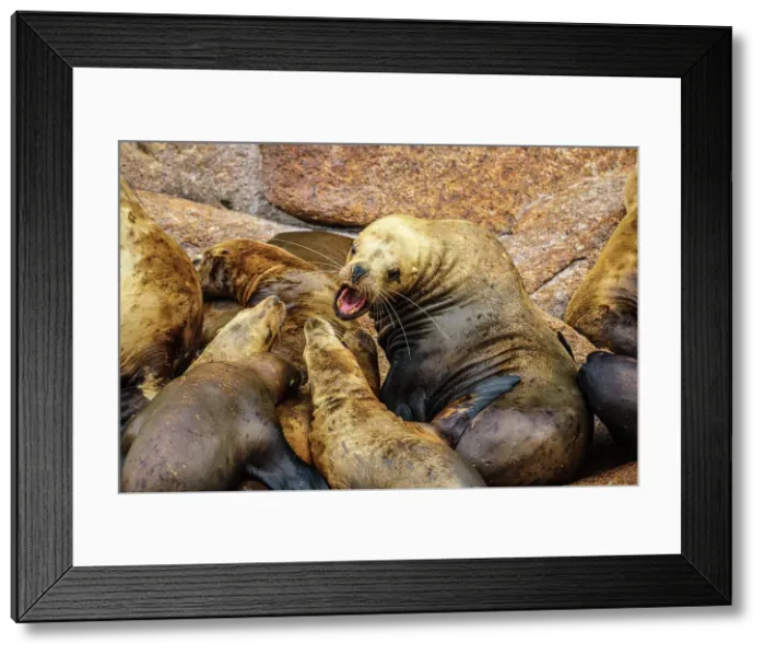 Framed Print : Steller sea lion, northern sea lion (Eumetopias jubatus) Colony hauled out on rocks, Inside Passage, Alaska, USA Framed Print : Steller sea lion, northern sea lion (Eumetopias jubatus) Colony hauled out on rocks, Inside Passage, Alaska, USA