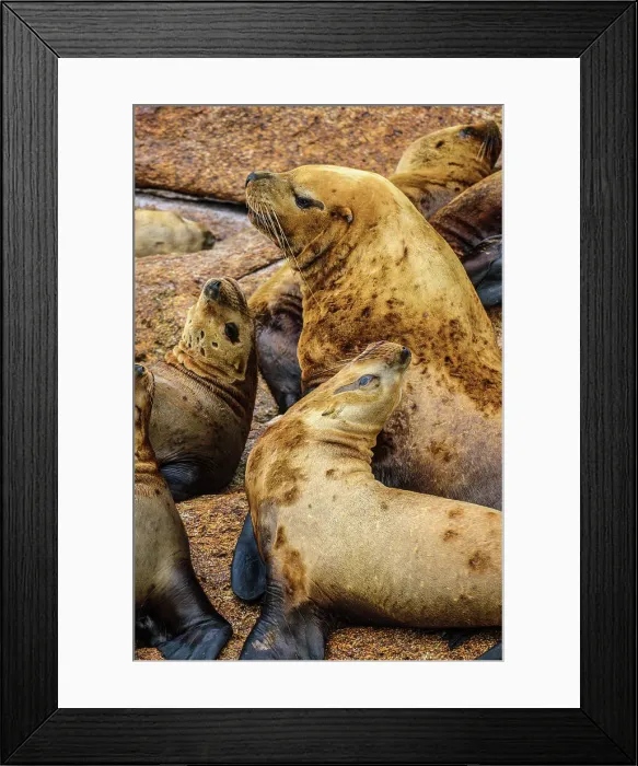 Framed Print : Steller sea lion, northern sea lion (Eumetopias jubatus) Colony hauled out on rocks, Inside Passage, Alaska, USA Framed Print : Steller sea lion, northern sea lion (Eumetopias jubatus) Colony hauled out on rocks, Inside Passage, Alaska, USA