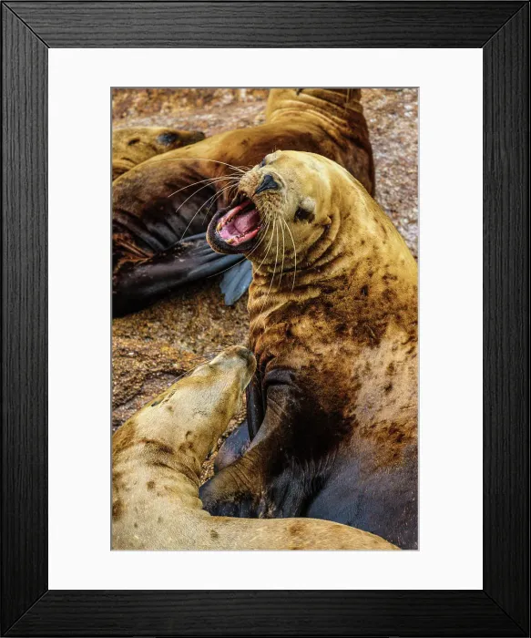 Framed Print : Steller sea lion, northern sea lion (Eumetopias jubatus) Colony hauled out on rocks, Inside Passage, Alaska, USA Framed Print : Steller sea lion, northern sea lion (Eumetopias jubatus) Colony hauled out on rocks, Inside Passage, Alaska, USA