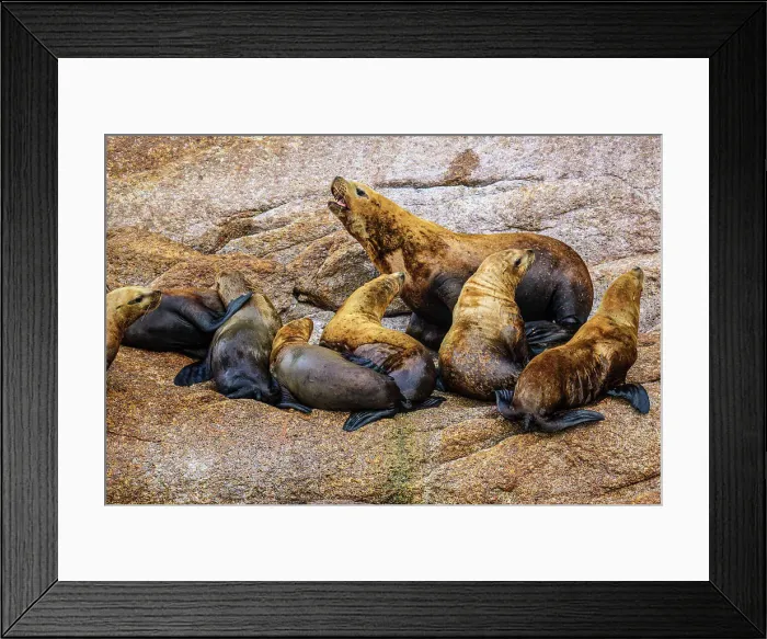 Framed Print : Steller sea lion, northern sea lion (Eumetopias jubatus) Colony hauled out on rocks, Inside Passage, Alaska, USA Framed Print : Steller sea lion, northern sea lion (Eumetopias jubatus) Colony hauled out on rocks, Inside Passage, Alaska, USA