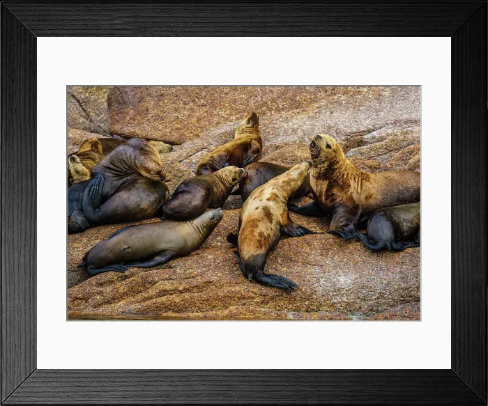 Framed Print : Steller sea lion, northern sea lion (Eumetopias jubatus) Colony hauled out on rocks, Inside Passage, Alaska, USA Framed Print : Steller sea lion, northern sea lion (Eumetopias jubatus) Colony hauled out on rocks, Inside Passage, Alaska, USA