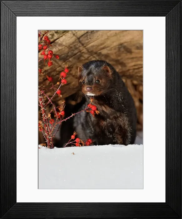 Framed Print : American mink (Neovison vison) Winter habitat, Bozeman, Montana, USA Framed Print : American mink (Neovison vison) Winter habitat, Bozeman, Montana, USA