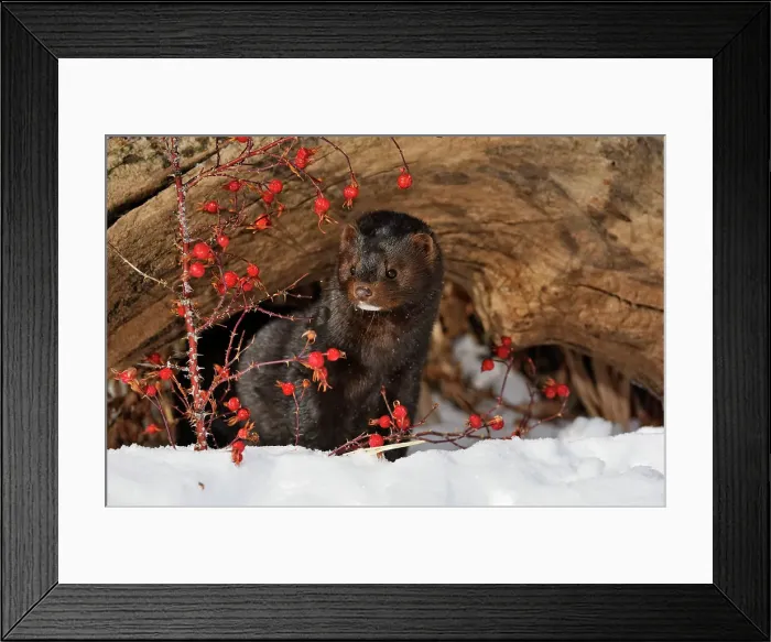 Framed Print : American mink (Neovison vison) Winter habitat, Bozeman, Montana, USA Framed Print : American mink (Neovison vison) Winter habitat, Bozeman, Montana, USA