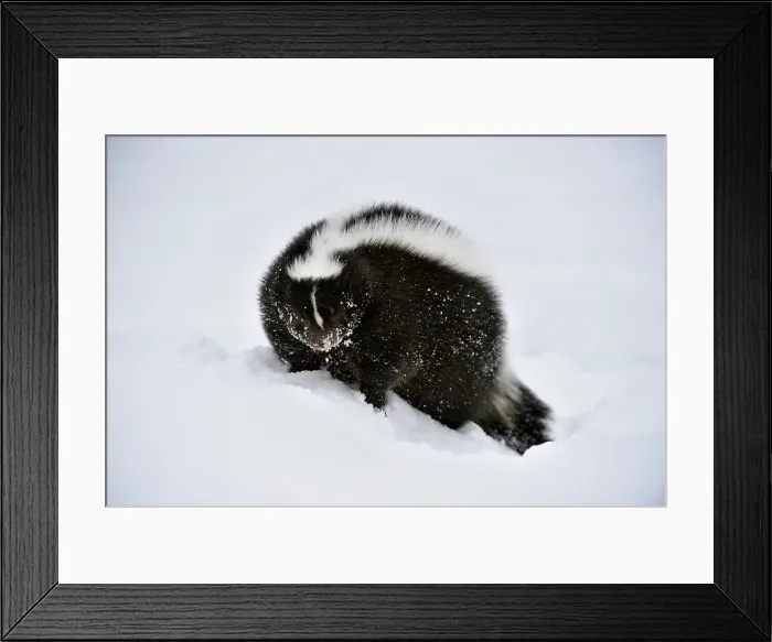 Framed Print : Striped skunk (Mephitis mephitis) Winter habitat, Bozeman, Montana, USA Framed Print : Striped skunk (Mephitis mephitis) Winter habitat, Bozeman, Montana, USA