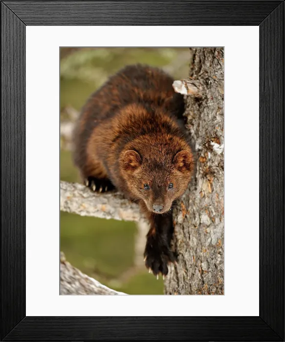 Framed Print : Fisher (Martes pennanti), Bozeman, Montana, USA Framed Print : Fisher (Martes pennanti), Bozeman, Montana, USA