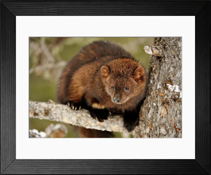 Framed Print : Fisher (Martes pennanti), Bozeman, Montana, USA Framed Print : Fisher (Martes pennanti), Bozeman, Montana, USA