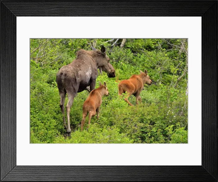 Framed Print : Moose (Alces alces) mother and calves, Glacier National Park, Montana, USA Framed Print : Moose (Alces alces) mother and calves, Glacier National Park, Montana, USA