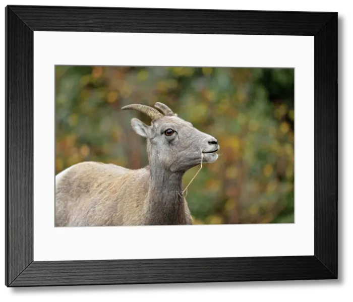 Framed Print : Bighorn sheep (Ovis canadensis) Ewe, Yellowstone NP, Montana, USA Framed Print : Bighorn sheep (Ovis canadensis) Ewe, Yellowstone NP, Montana, USA