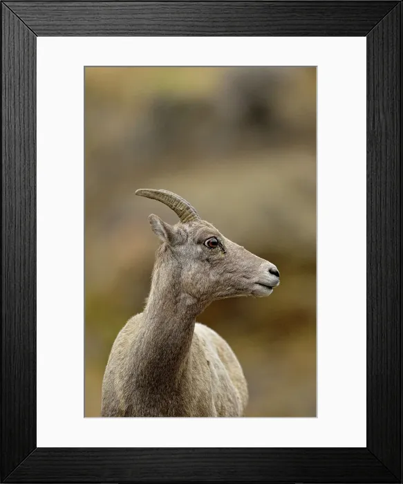 Framed Print : Bighorn sheep (Ovis canadensis) Ewe, Yellowstone NP, Montana, USA Framed Print : Bighorn sheep (Ovis canadensis) Ewe, Yellowstone NP, Montana, USA