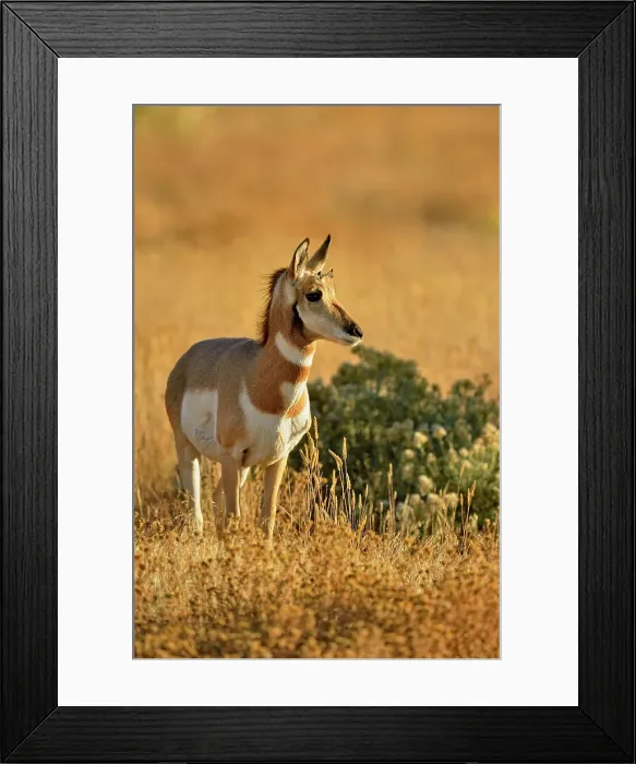 Framed Print : Pronghorn (Antilocapra americana), Yellowstone NP, Montana, USA