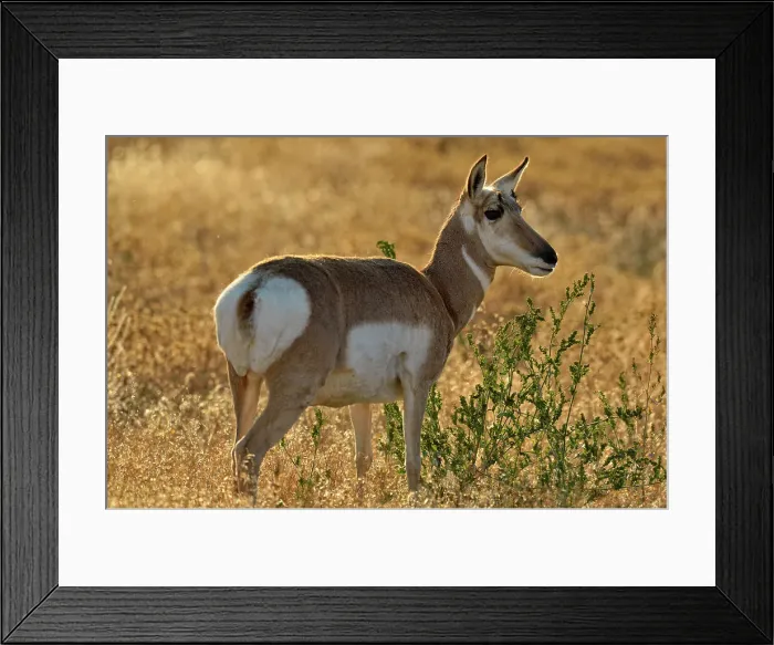 Framed Print : Pronghorn (Antilocapra americana), Yellowstone NP, Montana, USA Framed Print : Pronghorn (Antilocapra americana), Yellowstone NP, Montana, USA