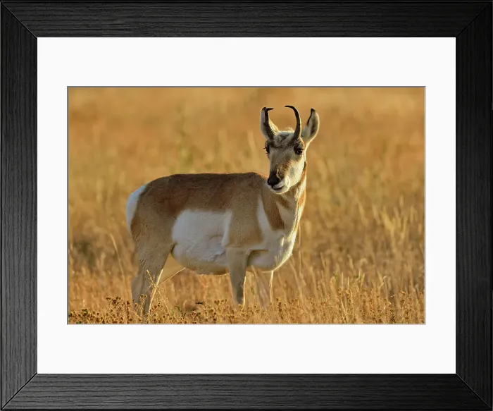Framed Print : Pronghorn (Antilocapra americana), Yellowstone NP, Montana, USA Framed Print : Pronghorn (Antilocapra americana), Yellowstone NP, Montana, USA