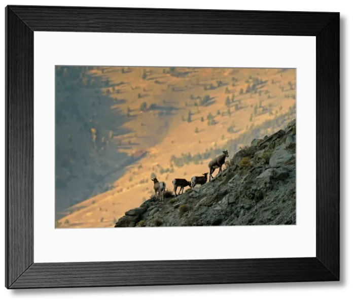 Framed Print : Bighorn sheep (Ovis canadensis) Climbing to safety for the night in the Gardner River canyon, Yellowstone NP, Montana, USA Framed Print : Bighorn sheep (Ovis canadensis) Climbing to safety for the night in the Gardner River canyon, Yellowstone NP, Montana, USA